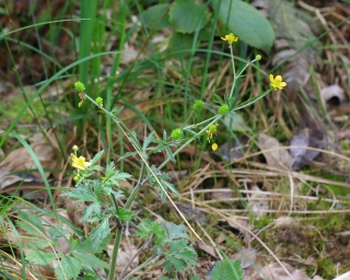 Ranunculus sericeus Poir.