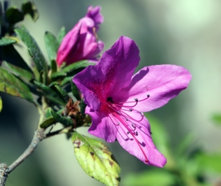 Rhododendron simsii. Azalée des Indes.