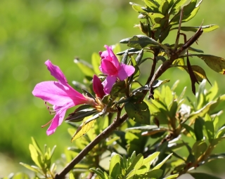 Rhododendron simsii. Azalée des Indes. Fleurs.