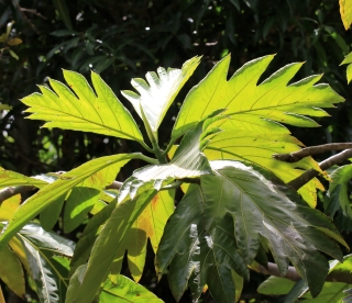 Rimier, Artocarpus altilis (Parkinson) Fosberg var. seminiferus (Duss) Fournet.