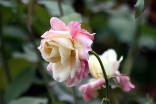 Fleur Rose de Bourbon Rosa x borboniana.