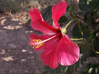 Hibiscus rosa-sinensis L. Rose de Chine.