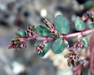 Euphorbia prostrata. Rougette.