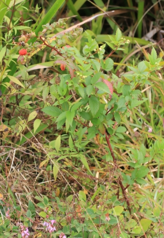 Rubus fraxinifolius Poir.