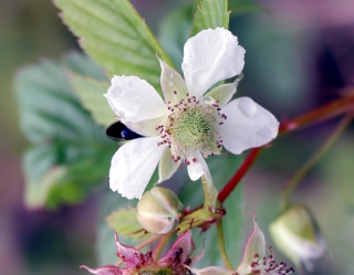 Rubus fraxinifolius Poir.