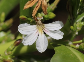 Scaevola taccada (Gaertn.) Roxb. Fleur.