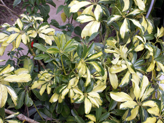 Schefflera arboricola variegata.