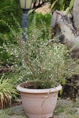 Serissa japonica (Thunb.) Thunb. Neige de juin. Miklande.