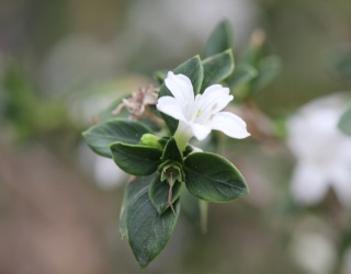 Serissa japonica (Thunb.) Thunb.