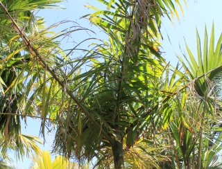 Socratea exorrhiza. Palmier marcheur.