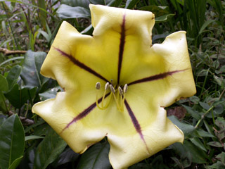 Solandre ou Liane trompette. Solandra grandiflora.