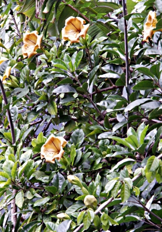 Solandra grandiflora Sw.