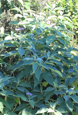Solanum mauritianum Scop.