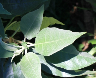 Solanum mauritianum Scop. Feuilles.