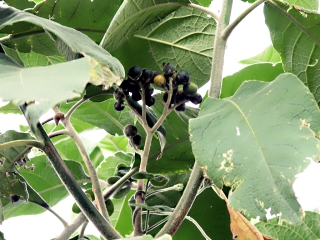 Solanum mauritianum Scop. Fruits.