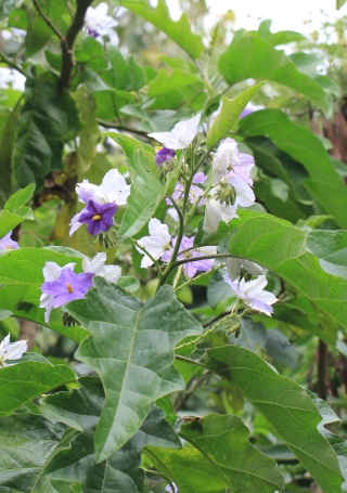 Solanum wrightii Benth.