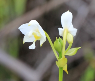 Spathoglottis plicata Blume.