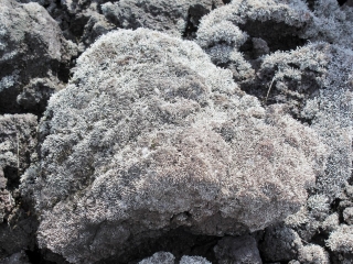 Stereocaulon vulcani. Lichen.