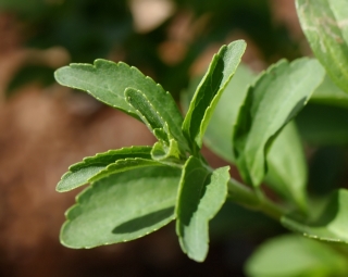 Stévia feuilles. Stevia rebaudiana.