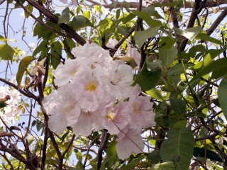 Tabebuia rosea. Fleurs.