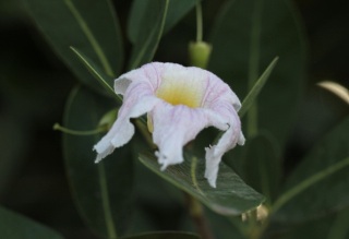 Tabebuia heterophylla.