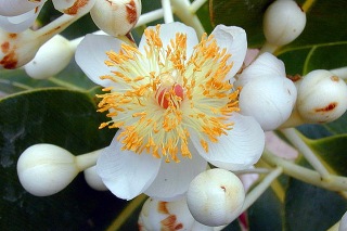 Calophyllum inophyllum L. Fleur Takamaka.