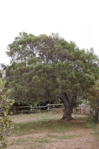 Acacia heterophylla Willd.