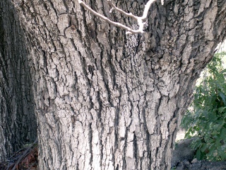 Tamarin des hauts. Acacia heterophylla.