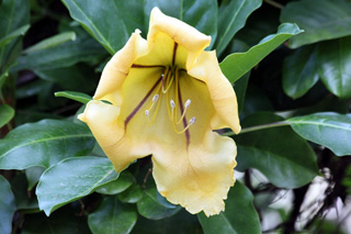 Fleur : Solandra maxima. Tasse d'or.