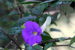Thunbergia erecta (Benth.) T. Anderson. Fleur.