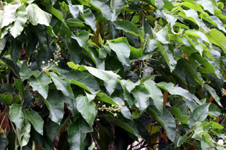 Croton mauritianus Lam. Feuilles.
