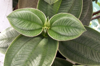 Feuilles - Tibouchina grandifolia.