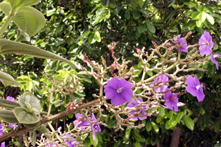 Tibouchine à grandes feuilles - Tibouchina grandifolia.