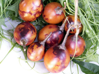 Solanum betaceum Cav. Tamarillo. Tomate arbuste.