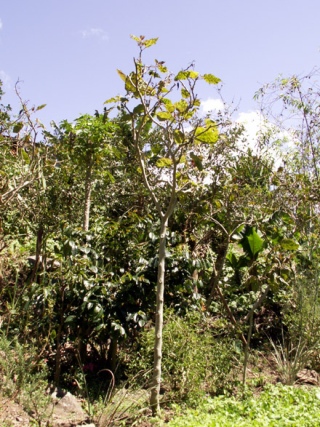 Solanum betaceum Cav.