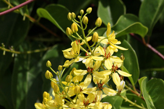 Fleurs : Tristellateia australasiae