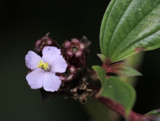 Fleur. Tristemma mauritianum.
