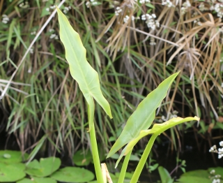 Typhonodorum lindleyanum Schott.