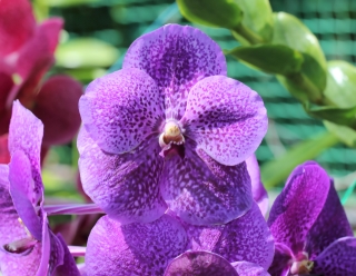 Orchidée Vanda.