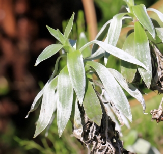 Helichrysum heliotropifolium (Lam.) DC.