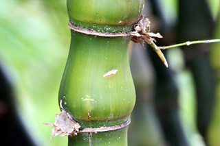 Bambusa ventricosa, Bambou ventre de bouddha.