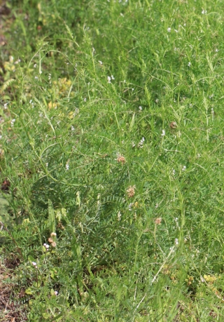 Vicia hirsuta (L.) Gray.