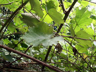 Rubus alceifolius. Vigne marronne ou raisin marron.