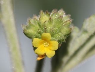 Waltheria indica L. Fleur.