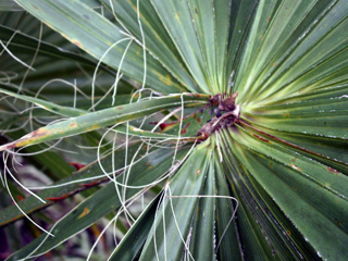 Washingtonia filifera (Linden ex André) H.Wendl. ex de Bary.