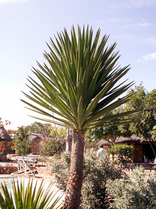 Yucca gigantea Lem.