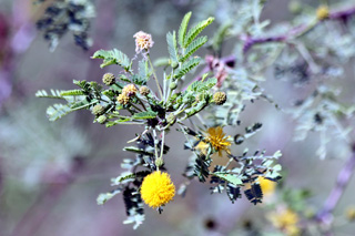 Acacia farnesiana. Zépinard.