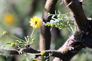 Fleur Acacia farnesiana.