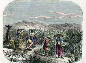 Récolte du Café par les esclaves  La Réunion 