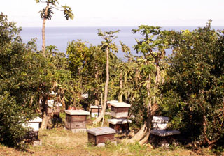 Maison de l'abeille ruches à Petite-île La Réunion